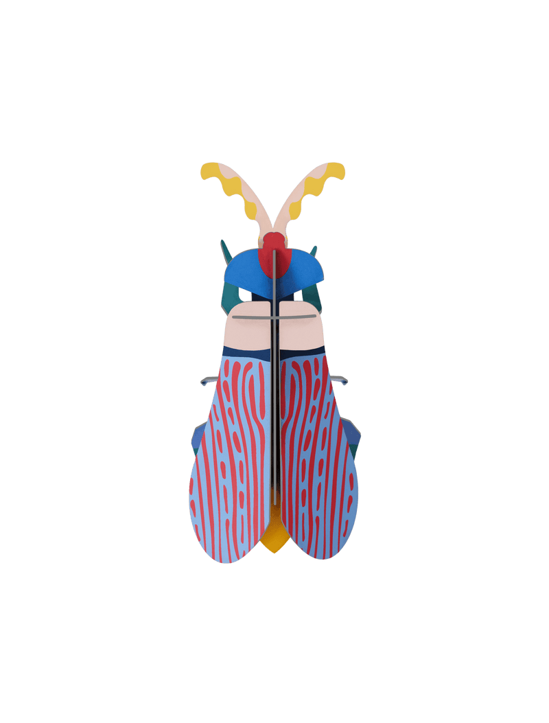 Striped Wing Beetle